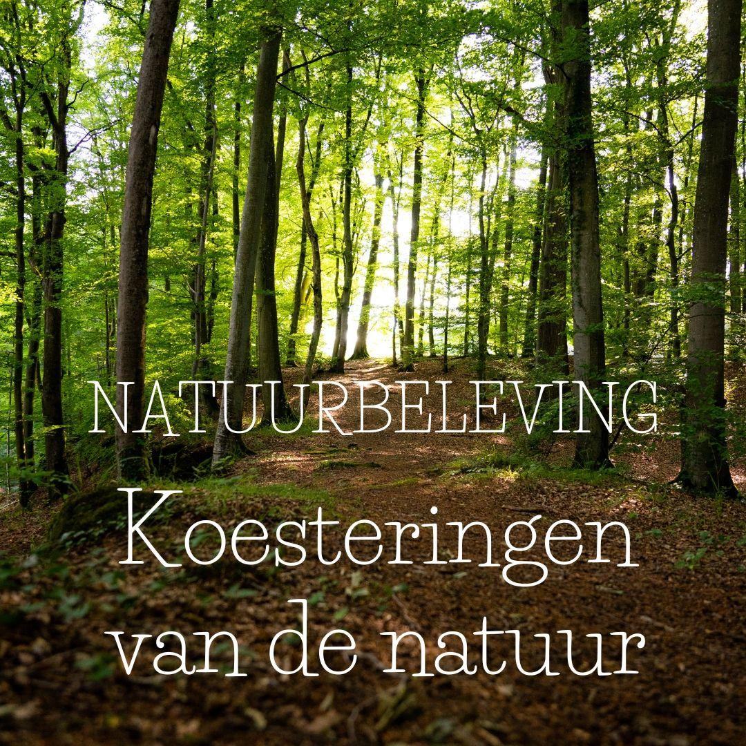 Natuurbeleving - wandelingen in de natuur met Griet Moerman, Koesteraar Ochtendwandelingen die je rust en inzichten brengen, die je daarna vertaalt in een moodboard.